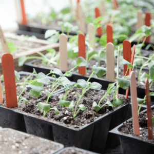 Read more about the article Indoor Gardening and Seed Starting