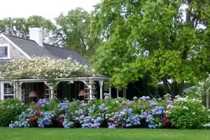 Read more about the article How to Change Color of Hydrangeas