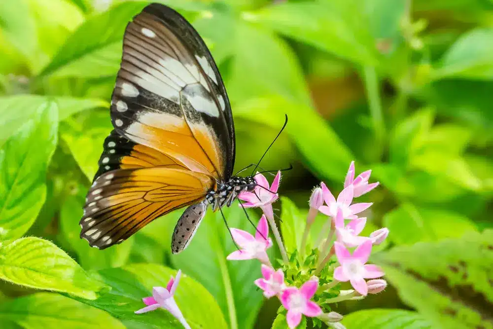 You are currently viewing Colorful Gardens for Butterflies