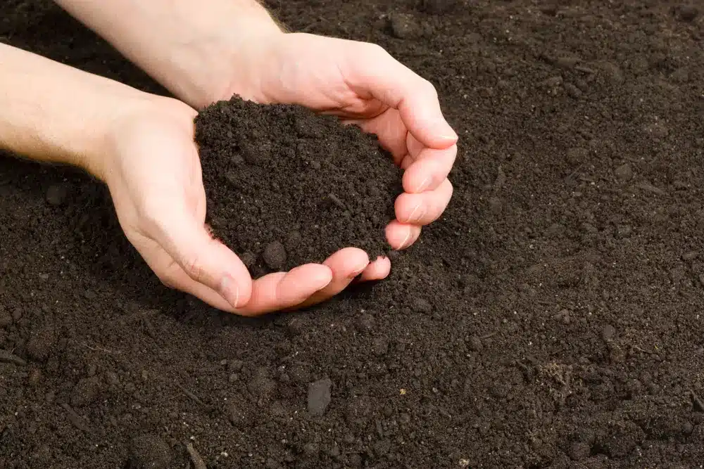 You are currently viewing The Importance of Nutrient Rich Soil