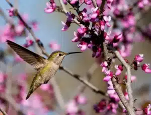 Read more about the article Attracting Hummingbirds to Your Garden