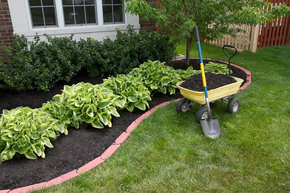 You are currently viewing 3 Tips to Have a More Lively Lawn