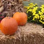 September Planting Tips for Vibrant Fall Colors to Transform Your Landscape