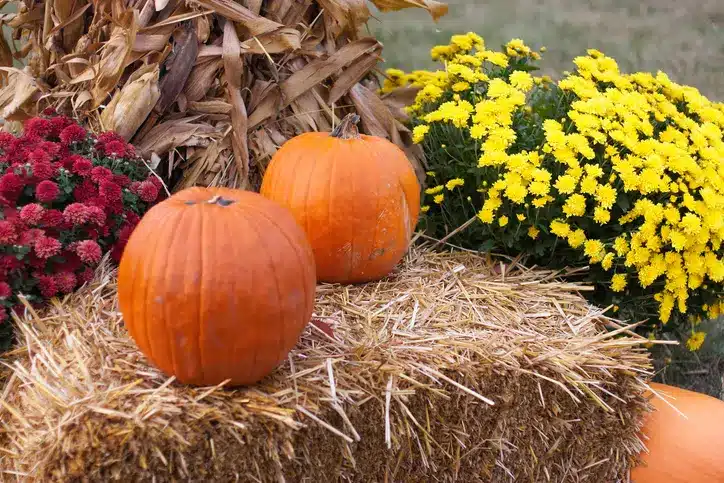 You are currently viewing September Planting Tips for Vibrant Fall Colors to Transform Your Landscape
