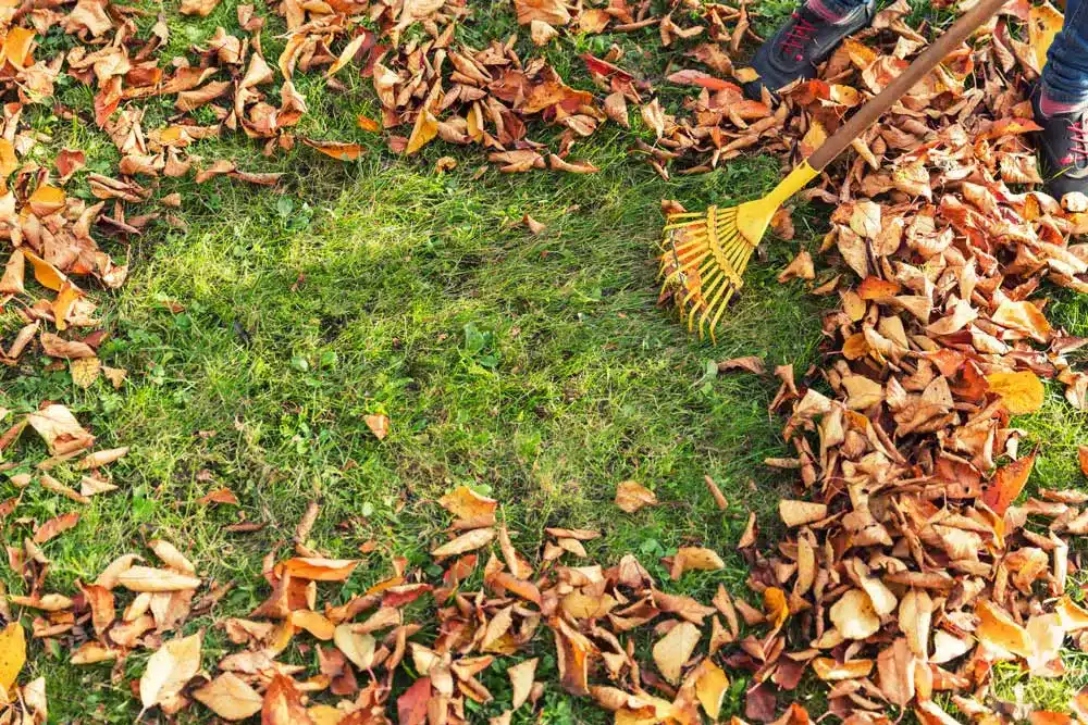 You are currently viewing 8 Tips for Your Autumn Yard and Lawn Care