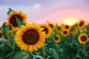 Read more about the article Why Sunflowers Are So Impressive