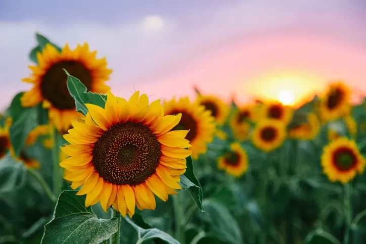 You are currently viewing Why Sunflowers Are So Impressive