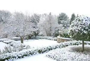 Read more about the article Winter Landscape Protection Tips